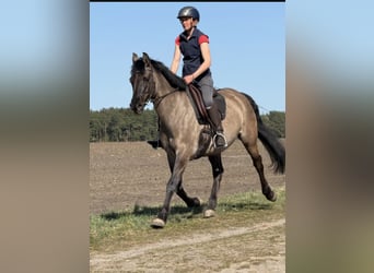 Konik polski Mix, Klacz, 15 lat, 155 cm, Bułana