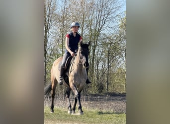 Konik polski Mix, Klacz, 15 lat, 155 cm, Bułana