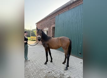 Konik polski Mix, Klacz, 1 Rok, 142 cm, Skarogniada
