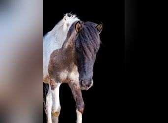 Konik polski, Klacz, 2 lat, 136 cm, Srokata