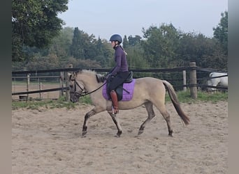 Konik polski Mix, Klacz, 3 lat, 129 cm, Bułana