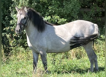 Konik polski, Klacz, 3 lat, 130 cm, Grullo