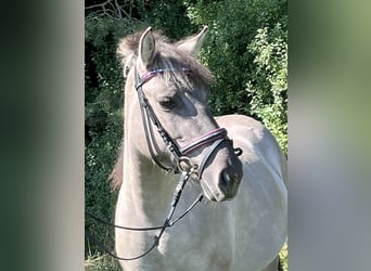 Konik polski, Klacz, 3 lat, 130 cm, Grullo