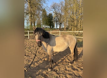 Konik polski, Klacz, 3 lat, 135 cm, Bułana