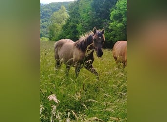 Konik polski Mix, Klacz, 3 lat, 140 cm, Grullo
