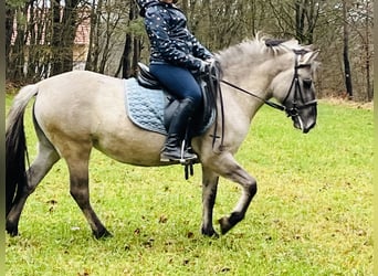 Konik polski, Klacz, 4 lat, 128 cm, Grullo