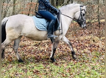 Konik polski, Klacz, 4 lat, 128 cm, Grullo