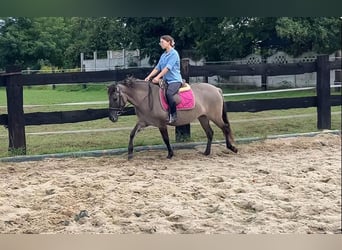 Konik polski, Klacz, 4 lat, 143 cm, Bułana