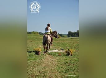 Konik polski, Klacz, 4 lat, 143 cm, Bułana