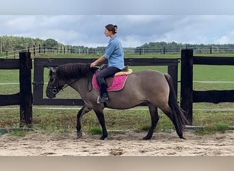 Konik polski, Klacz, 4 lat, 145 cm, Bułana