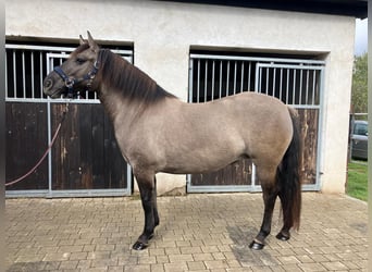 Konik polski, Klacz, 4 lat, 145 cm, Bułana