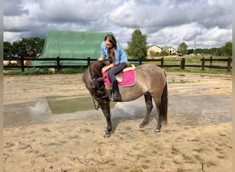 Konik polski, Klacz, 4 lat, 145 cm, Bułana