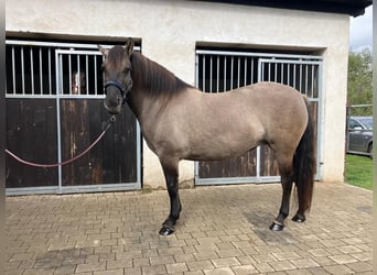 Konik polski, Klacz, 4 lat, 145 cm, Bułana