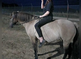 Konik polski, Klacz, 4 lat, 145 cm, Bułana