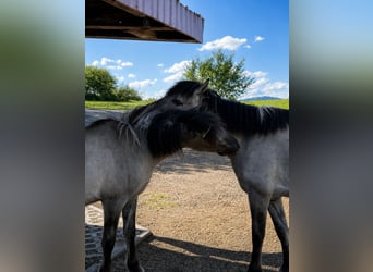 Konik polski, Klacz, 4 lat, 148 cm