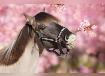 Konik polski, Klacz, 5 lat, 128 cm, Bułana