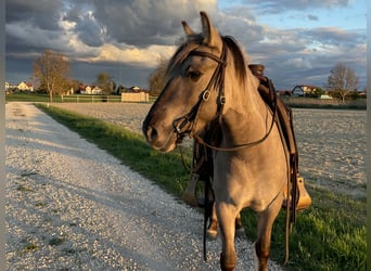 Konik polski, Klacz, 5 lat, 133 cm, Bułana