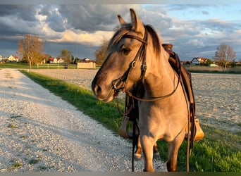 Konik polski, Klacz, 5 lat, 135 cm, Grullo