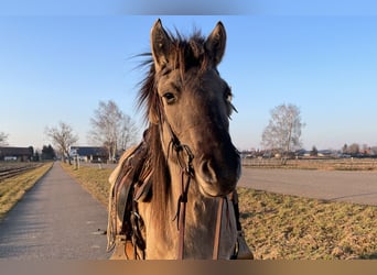 Konik polski, Klacz, 5 lat, 140 cm, Grullo
