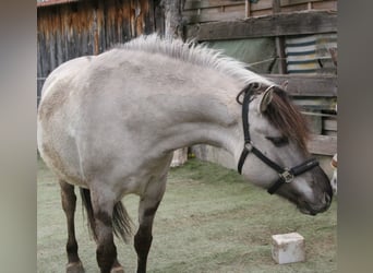Konik polski Mix, Klacz, 5 lat, 148 cm, Grullo