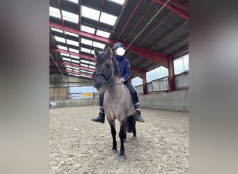 Konik polski, Klacz, 6 lat, 135 cm, Bułana