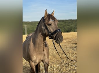 Konik polski, Klacz, 7 lat, 134 cm, Bułana