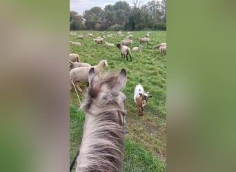 Konik polski, Klacz, 7 lat, 138 cm, Bułana