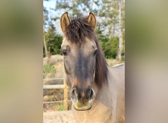 Konik polski, Klacz, 9 lat, 136 cm, Bułana