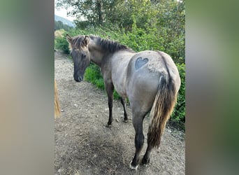 Konik polski Mix, Ogier, 1 Rok, 140 cm, Bułana