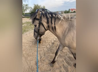 Konik polski, Ogier, 2 lat, 130 cm, Bułana