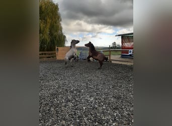 Konik polski, Ogier, 2 lat, 130 cm