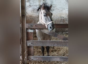 Konik polski, Ogier, 5 lat, 140 cm, Bułana