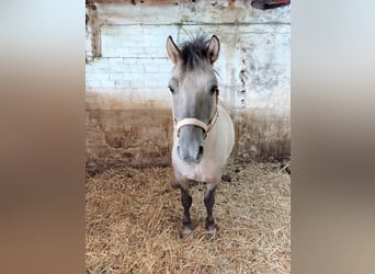 Konik polski, Ogier, 5 lat, 140 cm, Bułana