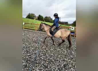 Konik polski, Ogier, 6 lat, 133 cm, Bułana