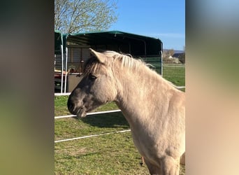 Konik polski, Wałach, 10 lat, 135 cm, Bułana
