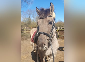 Konik polski, Wałach, 10 lat, 144 cm, Karodereszowata