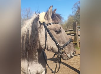 Konik polski, Wałach, 10 lat, 144 cm, Karodereszowata