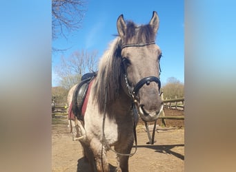 Konik polski, Wałach, 10 lat, 144 cm, Karodereszowata