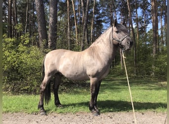 Konik polski, Wałach, 11 lat, 142 cm, Grullo