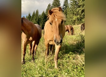 Konik polski, Wałach, 13 lat, 150 cm, Bułana