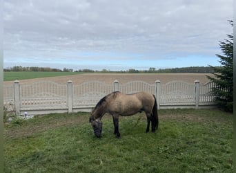 Konik polski Mix, Wałach, 21 lat, 145 cm