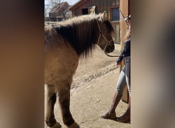 Konik polski, Wałach, 27 lat, 140 cm, Siwa