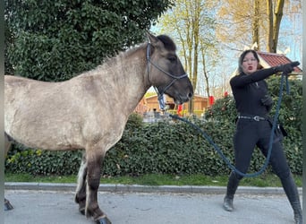 Konik polski, Wałach, 4 lat, 139 cm, Bułana