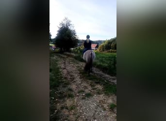 Konik polski, Wałach, 4 lat, 140 cm, Bułana