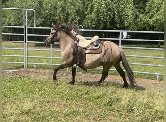 Konik polski, Wałach, 4 lat, 140 cm