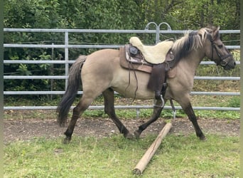 Konik polski, Wałach, 4 lat, 140 cm