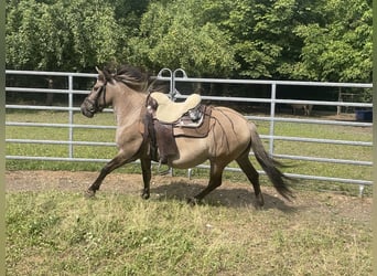 Konik polski, Wałach, 4 lat, 140 cm