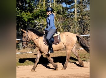 Konik polski, Wałach, 4 lat, 141 cm, Bułana