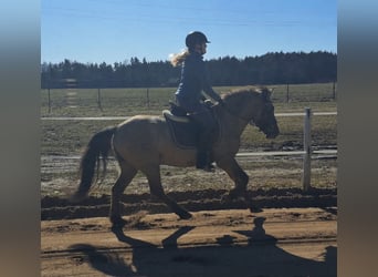 Konik polski, Wałach, 4 lat, 141 cm, Bułana