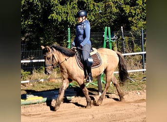 Konik polski, Wałach, 4 lat, 141 cm, Bułana